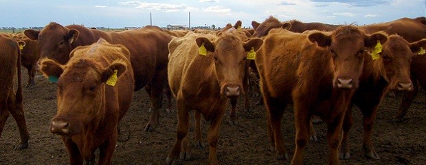 La exportación de carne cayó un 11% este año