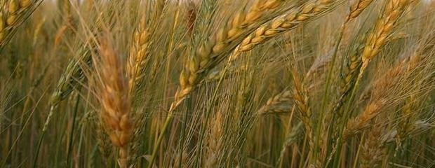 El Gobierno comenzó a devolver retenciones al trigo