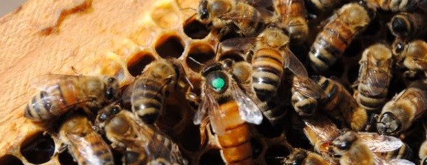 Ratifican ausencia de plagas exóticas de las abejas