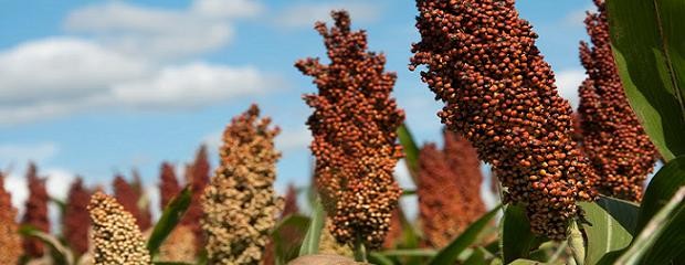 Todo listo para que Argentina comience a exportar sorgo 