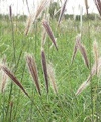 Agropiro, la pastura que rehabilita suelos marginales