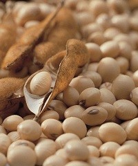 ¿Qué hay que saber sobre la calidad de semilla de soja?