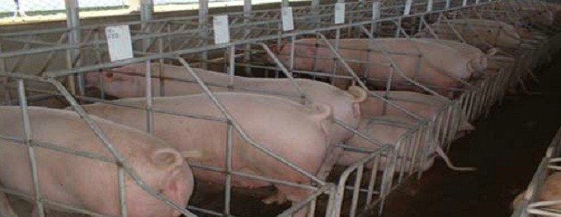 Cerdos: este año la faena llegaría a 5.300.000 de cabezas
