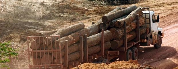 Bregan la derogación de la Ley de la madera en Entre Ríos
