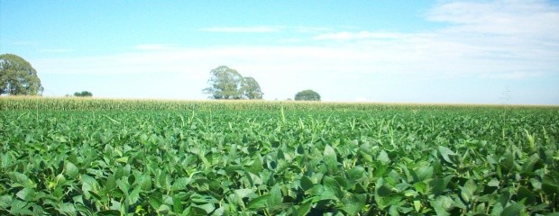 Los problemas de la agricultura hoy