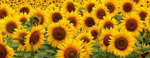 Reducen 50.000 hectáreas de proyección de siembra de girasol