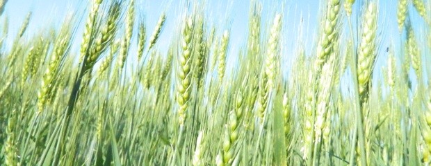 El clima daría un alivio al trigo