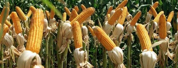 El maíz tendrá una baja en la siembra de 16% 