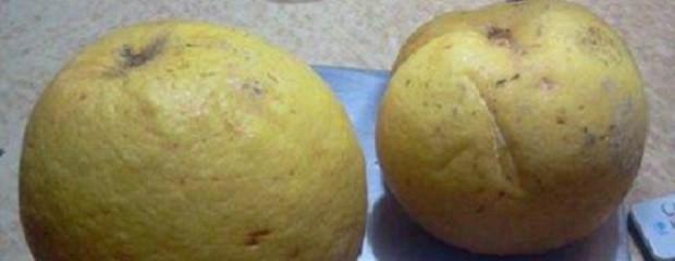Cosecharon “súper limones” en zona rural entrerriana