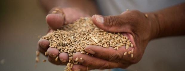 Estiman récord para la cosecha mundial de trigo 14/15
