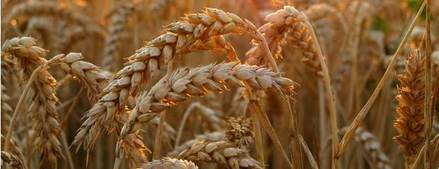 Piden que se abran las ventas de trigo antes de la cosecha
