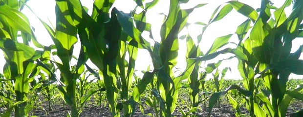 Siembra del maíz 14/15: se cubrió el 30% de las 3 M/Has