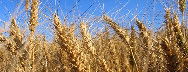 La producción entrerriana de trigo caería un 10%