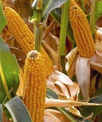 ¿La eficiencia del maíz depende del Zinc?