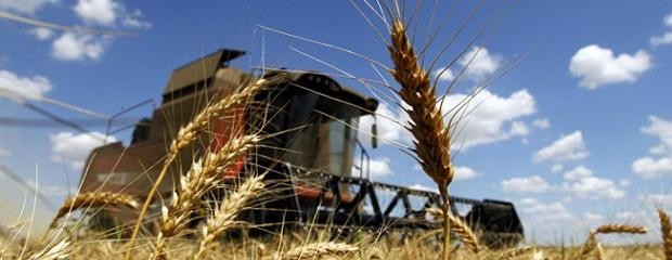 Estiman que se cosechará un 30 % más de trigo 