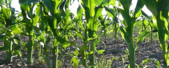 El maíz temprano avanza en muy buenas condiciones