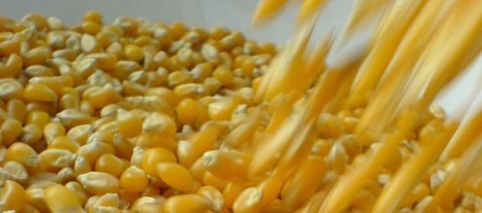 Destacan oportunidades para la soja y el maíz