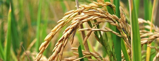 Por lluvias podría caer el área sembrada de arroz