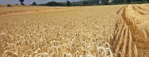 La cebada, con mejores márgenes brutos que el trigo