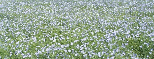 Las excesivas lluvias ocasionaron mermas en rindes de lino