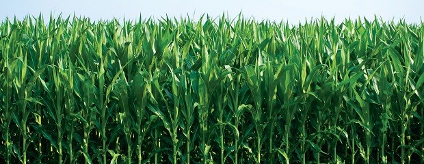 Las lluvias evitaron un mayor deterioro del maíz