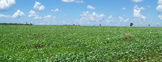 Más de 20 millones de hectáreas de soja sembrada