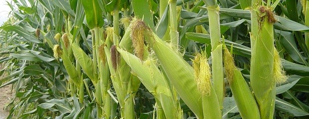Cayó el área sembrada con maíz de primera en Entre Ríos
