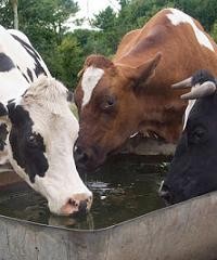 El agua es la clave para tomar decisiones