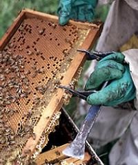 Recomendaciones para recolectar miel de calidad