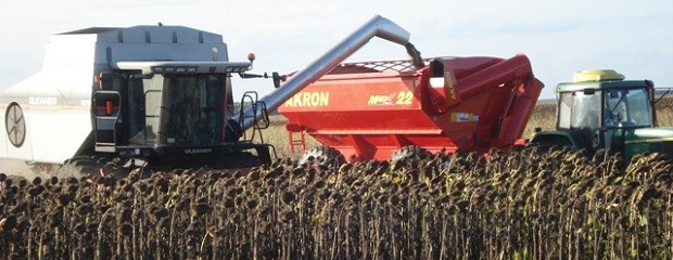 Avanza la cosecha de la escasa área de girasol en Entre Ríos