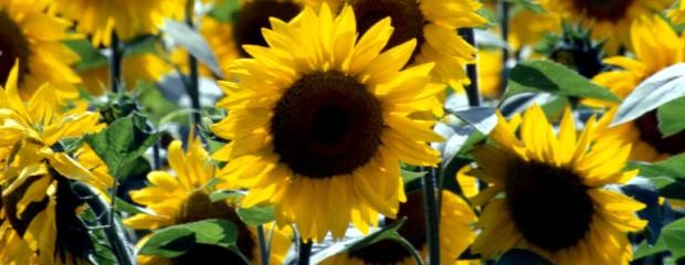 Aceite de Girasol: fue la producción más baja en 17 años