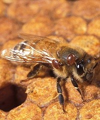 ¿Cómo anticiparse ante cosos de varroa?