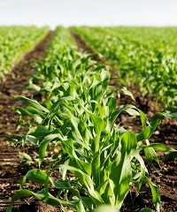 Recomendaciones a la hora de fertilizar maíz de segunda