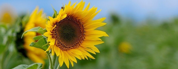 Cayó 42% el área girasolera en Entre Ríos