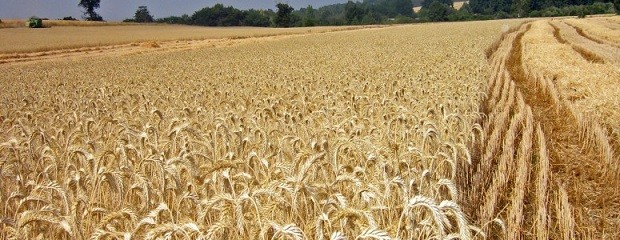 Crecen los reclamos para que terminen las trabas al trigo