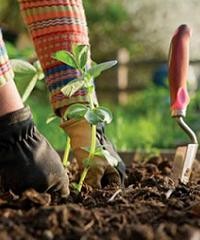 Cinco opciones para ahuyentar las plagas de la huerta