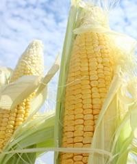 ¿Cómo prevenir Diatraea en sorgo y maíz?