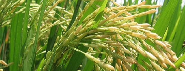 Arroz: Se estima un rinde promedio de 7.400 kg/ha