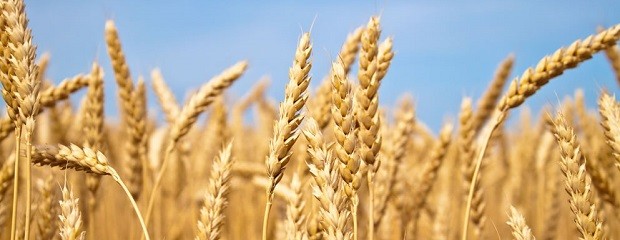 En Entre Ríos el trigo tuvo menor calidad de lo esperado
