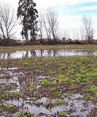 Consejos para el manejo de suelos ante la inundación