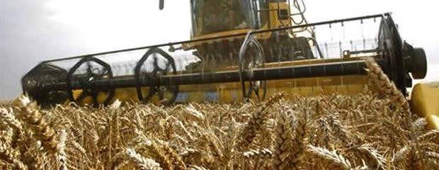 Advierten que hay ‘sobreoferta artificial’ de trigo 
