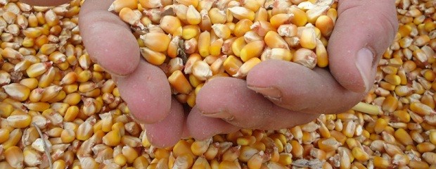 Récord de 190 quintales de maíz