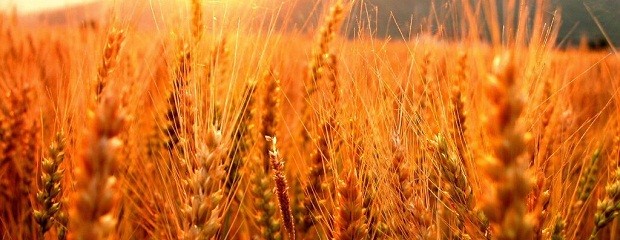 Caería la cosecha mundial de trigo