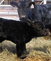 Las causas del aborto en bovinos