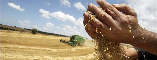 Denuncia por manipular precios del trigo