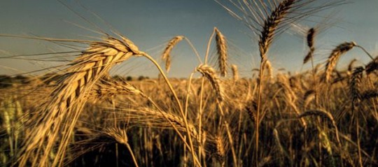 Productores de trigo y maíz perderán dinero durante este año