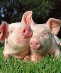 Modelo alternativo: Cerdos a campo