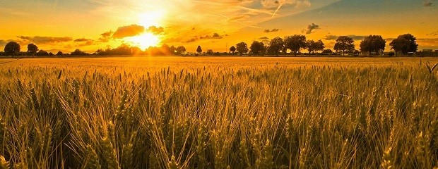Margen bruto para trigo y cebada: los números no cierran