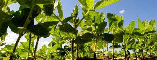 Agricultura interviene entre productores y Monsanto