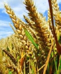 Consideraciones para elegir y manejar variedades de trigo